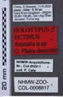 Etikette zu Ectinus frontalis (NHMW-ZOO-COL-0008817)